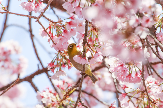 桜とメジロ
