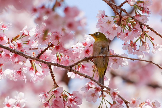 桜とメジロ