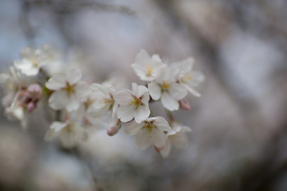Sakura 2012 No.3