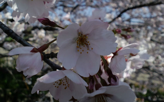 SAKURA2009