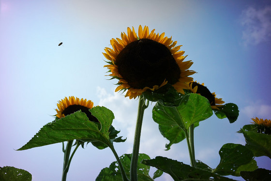 太陽を背にうけて