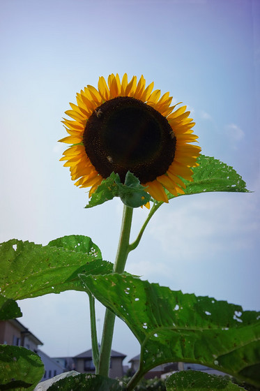 太陽を背にうけて