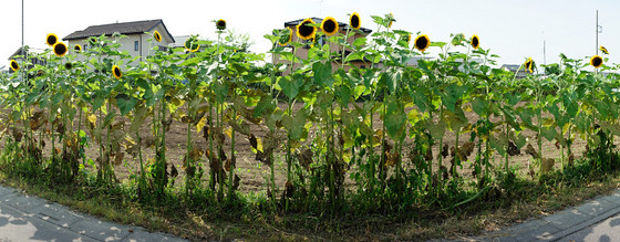太陽を背にうけて