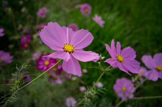 Carl Zeiss C Biogon T* 4.5/21 ZM Test