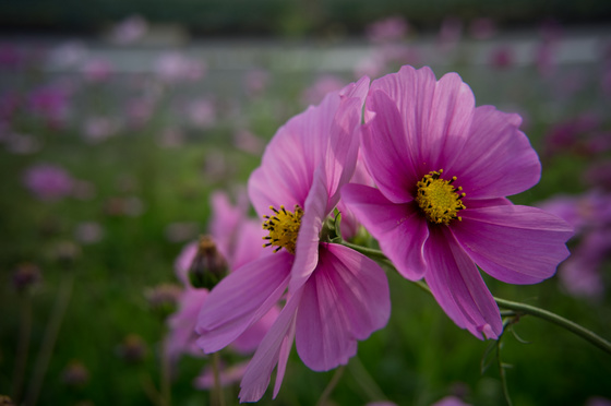 Carl Zeiss C Biogon T* 4.5/21 ZM Test