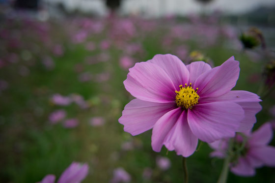 Carl Zeiss C Biogon T* 4.5/21 ZM Test