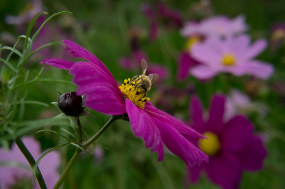 Carl Zeiss C Biogon T* 4.5/21 ZM Test