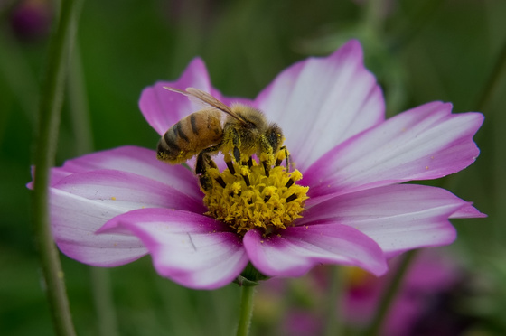 Carl Zeiss C Biogon T* 4.5/21 ZM Test