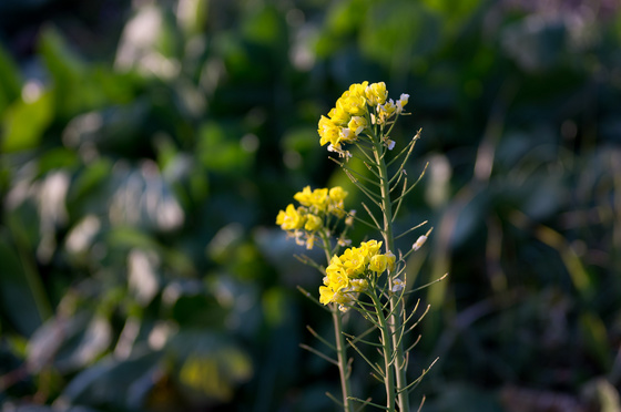 NEX-5N 望遠系テスト