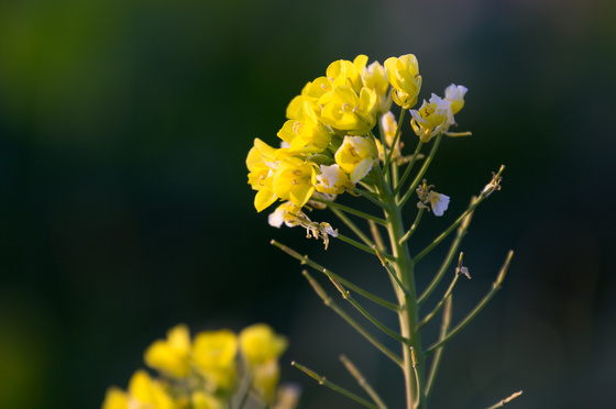 NEX-5N 望遠系テスト