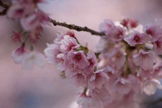 Sakura 2012 No.2