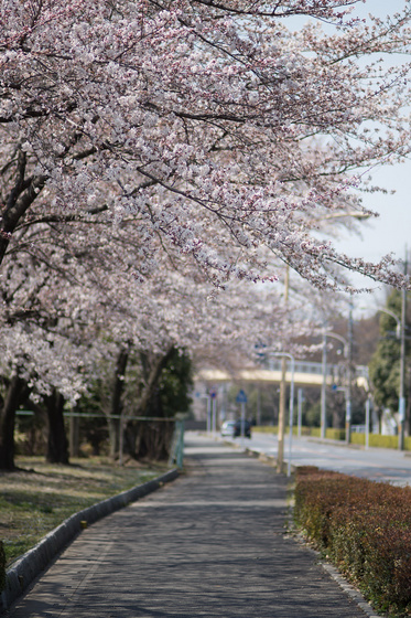 Sakura 2012 No.2