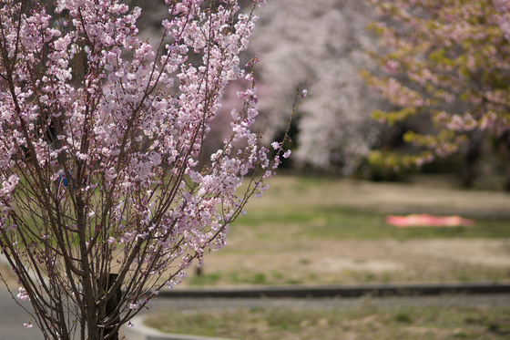 Sakura 2012 No.2