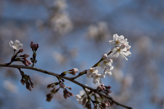 Sakura 2012 No.2