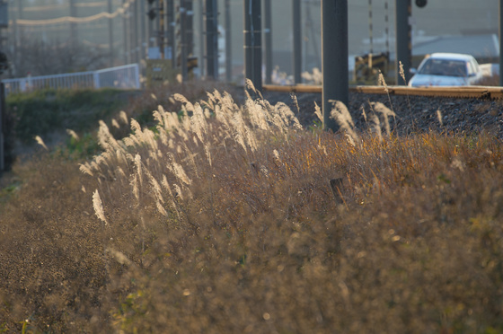 NEX-5N 望遠系テスト