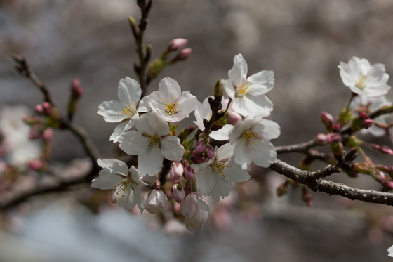 Sakura 2012 No.3