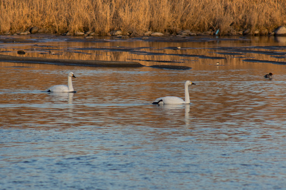 川本白鳥飛来地