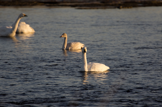 川本白鳥飛来地