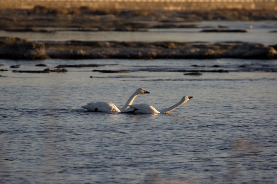 川本白鳥飛来地