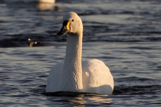 川本白鳥飛来地