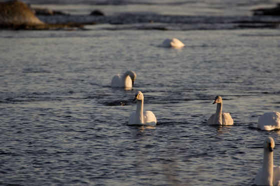 川本白鳥飛来地