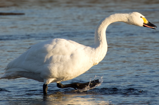 川本白鳥飛来地