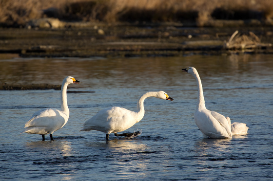川本白鳥飛来地