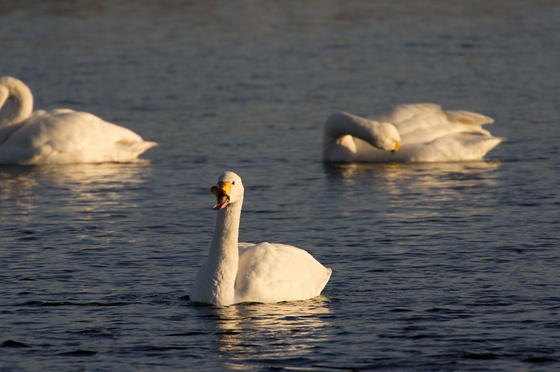 川本白鳥飛来地