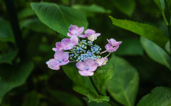 としまえん・あじさい祭り
