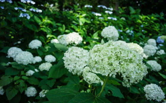 としまえん・あじさい祭り