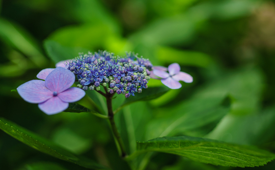 としまえん・あじさい祭り