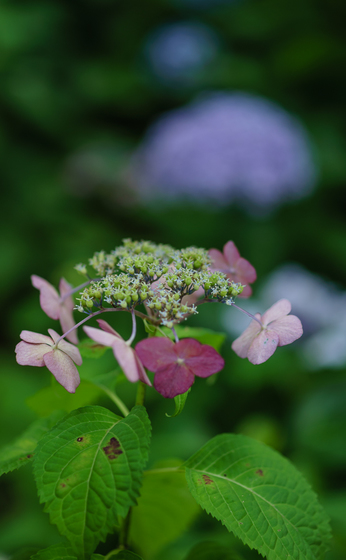 としまえん・あじさい祭り