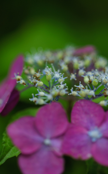 としまえん・あじさい祭り