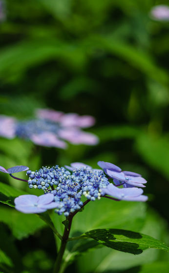 としまえん・あじさい祭り