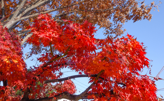 紅葉