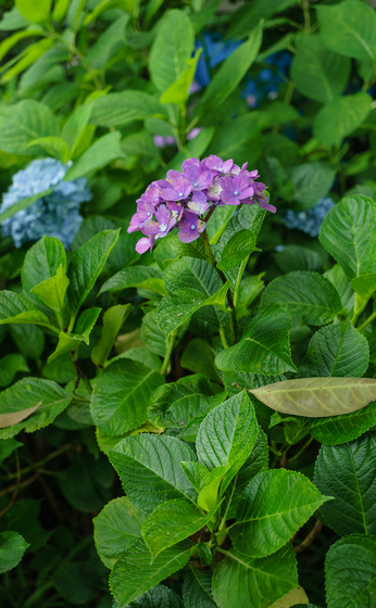 としまえん・あじさい祭り