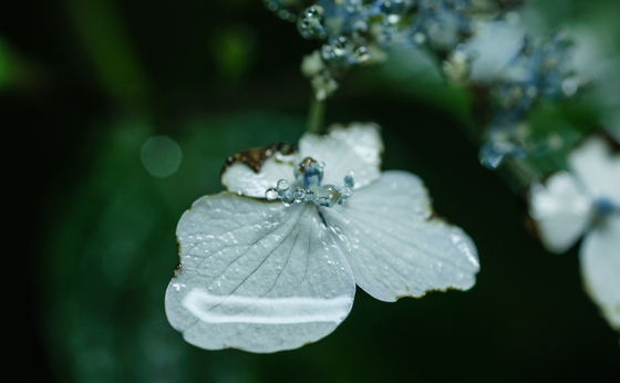 としまえん・あじさい祭り