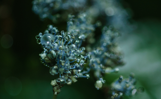 としまえん・あじさい祭り