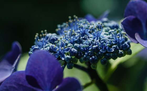 としまえん・あじさい祭り