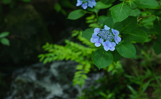 としまえん・あじさい祭り