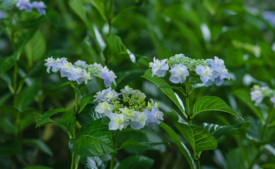 としまえん・あじさい祭り
