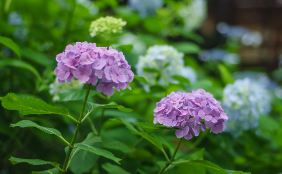 としまえん・あじさい祭り