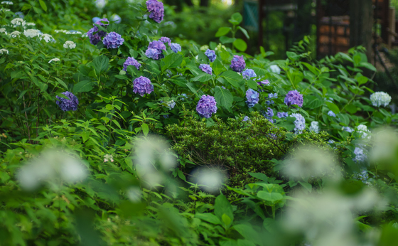 としまえん・あじさい祭り