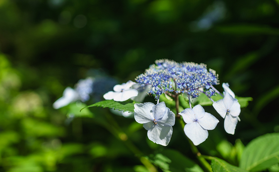 としまえん・あじさい祭り