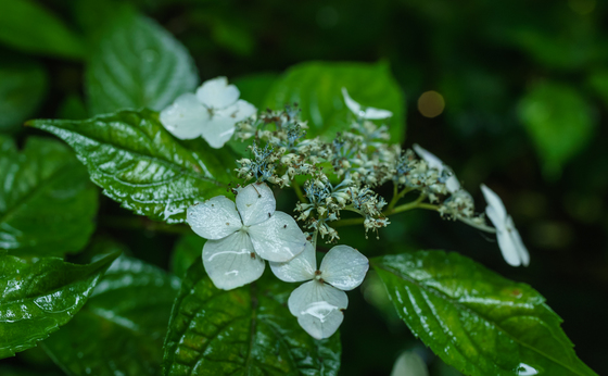 としまえん・あじさい祭り