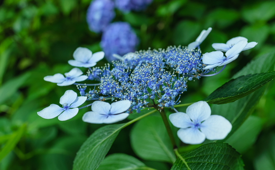 としまえん・あじさい祭り