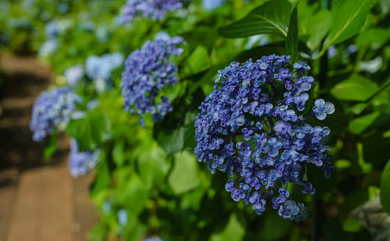 としまえん・あじさい祭り