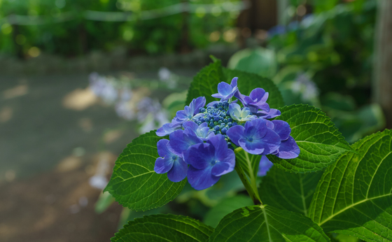 としまえん・あじさい祭り