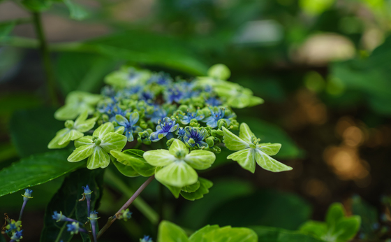 としまえん・あじさい祭り