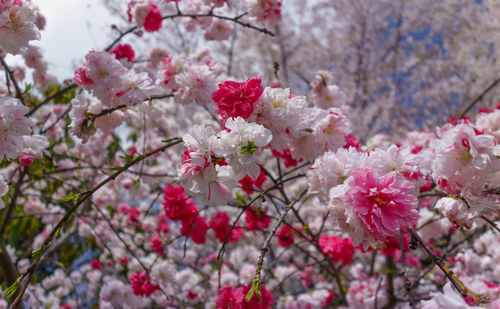 桜散歩 2014